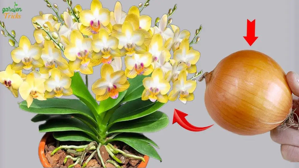 Witness the Miracle One Onion to Supercharge Orchid Growth!