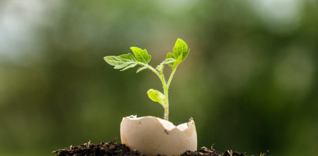 ¡No tires las cáscaras de huevo! Descubre 3 beneficios de usarlos en tu jardín para ayudarlo a prosperar