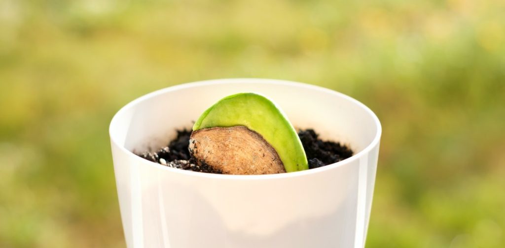 ¿Cómo germinar un simple grano de mango en una planta majestuosa?
