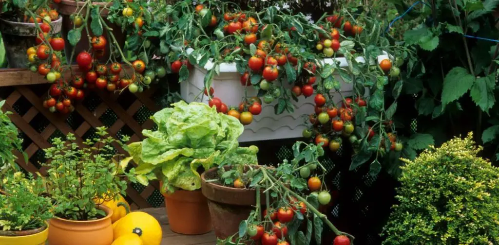 ¿Cuáles son las mejores verduras para cultivar en contenedores?