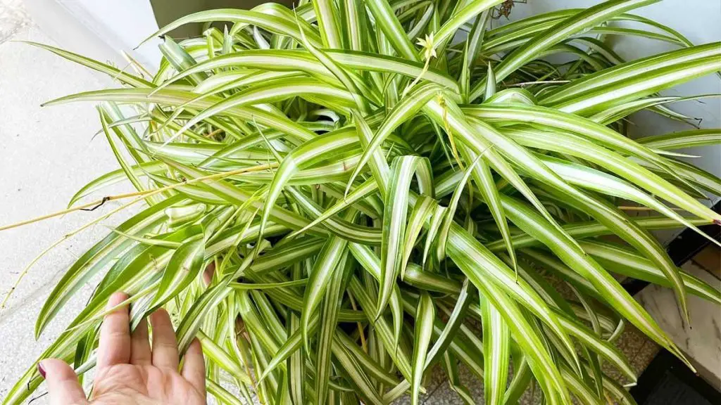 ¿Por qué las puntas de las plantas de araña se vuelven marrones?