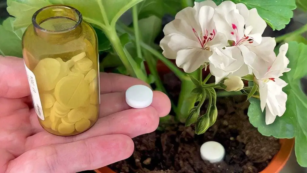 1 tablet is enough to make any house flower bloom: it will immediately come to life