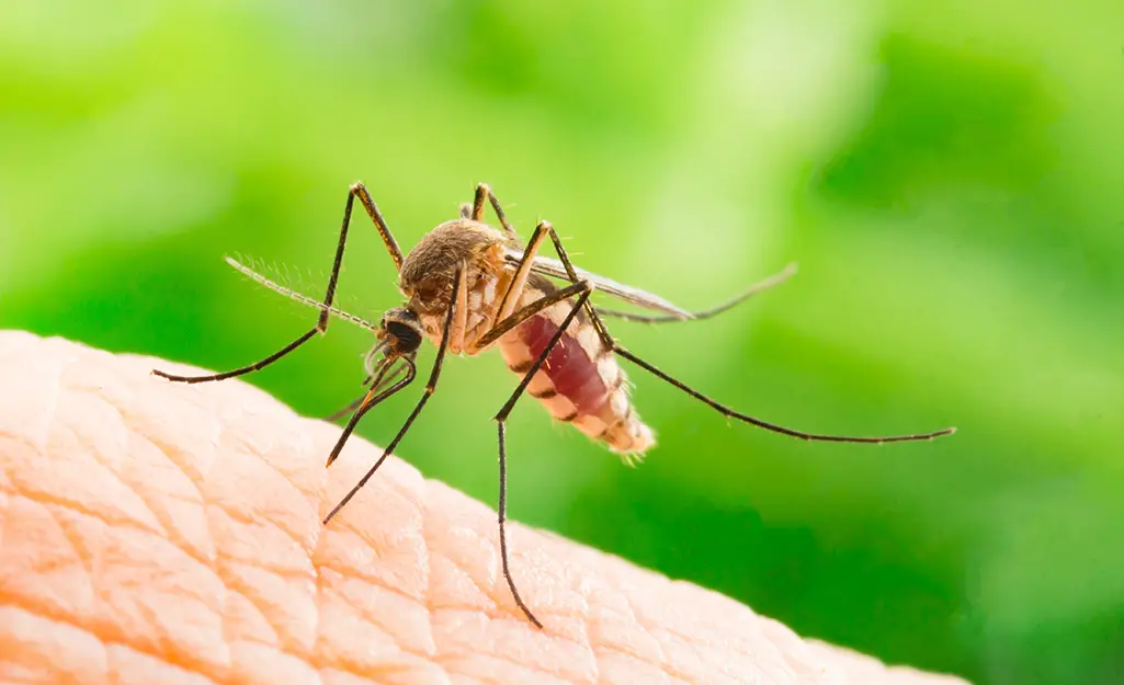 5 effective home remedies for mosquitoes that you likely already have at home, without even realizing it.