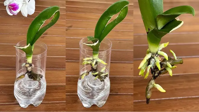 5 worst places to put an orchid :  The orchid will die in a few days