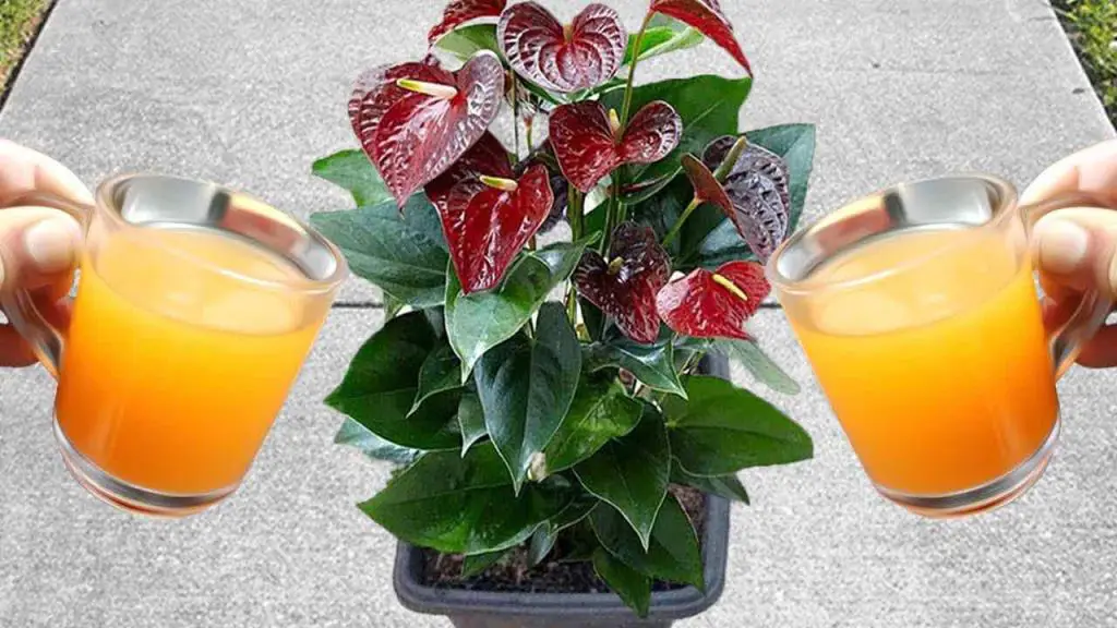 A natural bomb for Anthurium flowering: it could last you up to 15 years