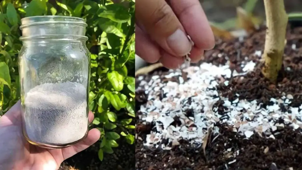 A natural bomb for plants, just pour it into the soil to bring them back to life