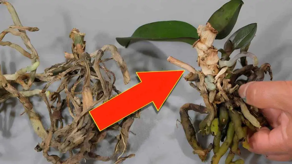 After seeing this tip, you will never throw away old orchids again