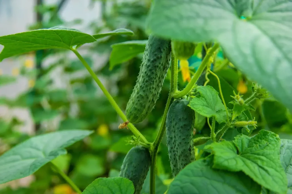 Almost every gardener makes this mistake when growing cucumbers