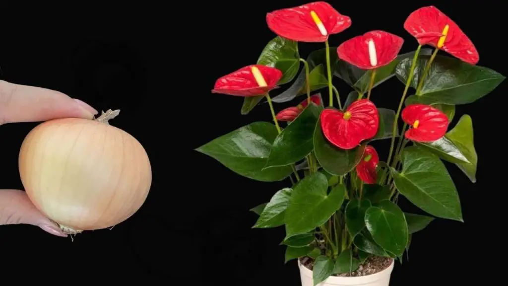 Anthurium, with this move your plant will flower continuously all year round