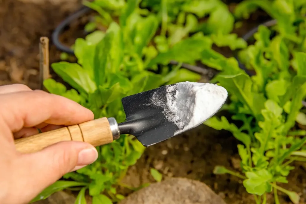 Baking soda repels slugs and cleans the soil. How to use it correctly in the garden?