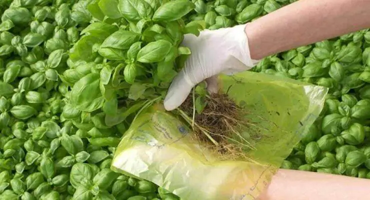 Basil, you should NEVER harvest it like this: in a few days you make it rot