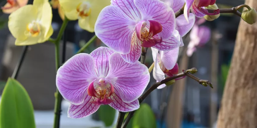 Bicarbonate, spread it on the plants: natural repellent | More lush plants in 24 hours
