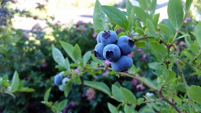 Blueberries, with this very simple trick I can grow them at home endlessly | I haven’t bought any for years