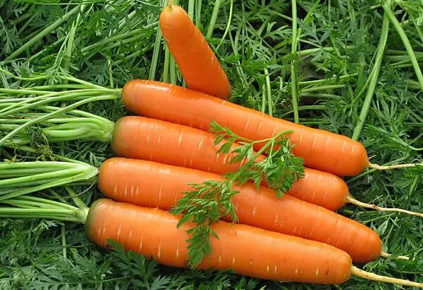 Carrots will grow large, smooth, juicy and sweet: 3 important feedings for an excellent harvest