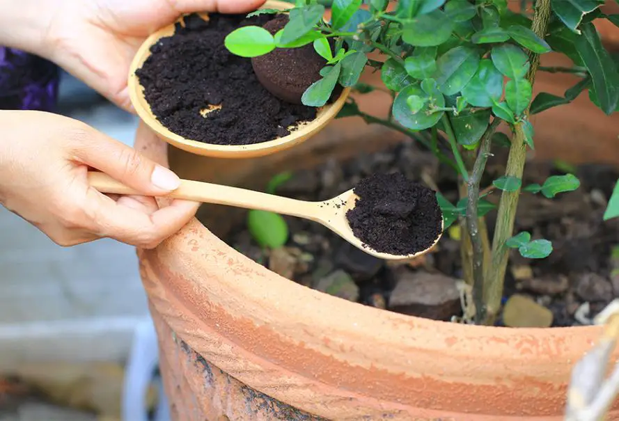 Coffee Grounds in the Garden: Avoid These 7 Common Mistakes to Protect Your Plants