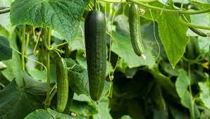 Cucumbers will grow in an instant with this ingredient: pour it on the sprouts