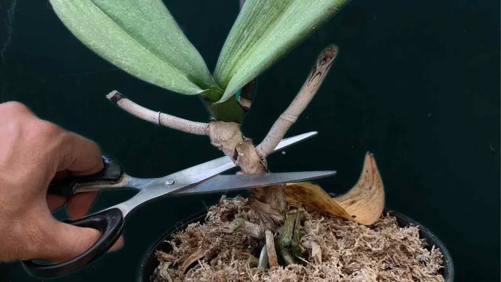Cut the orchid stem, the result will amaze you: what happens 24 hours later