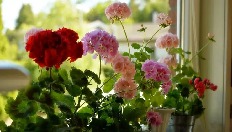 Do this and your flowers will bloom all year round – use this natural ingredient