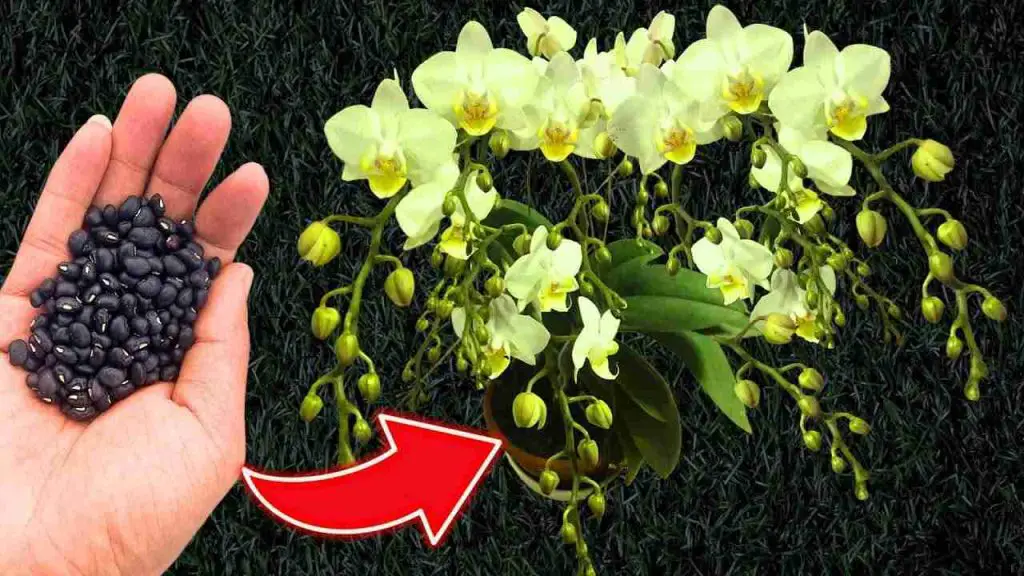 Do you want constant and guaranteed flowering of orchids? make a spoonful of this