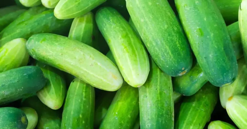 Don’t plant cucumbers without this ingredient, it doubles your crop instantly