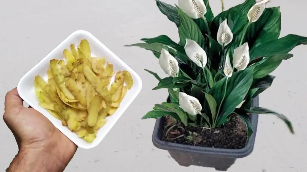 Don’t throw it away anymore, you will be shocked when you see all the benefits for the plants