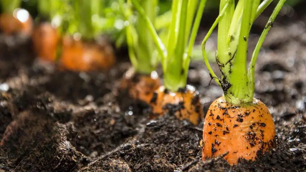 Double your carrot harvest with this genius move – you always will