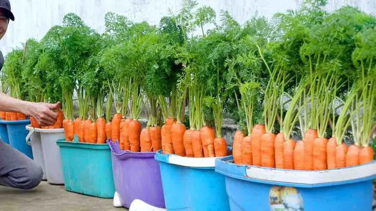 Farmers’ method of growing carrots at home, abundant harvest