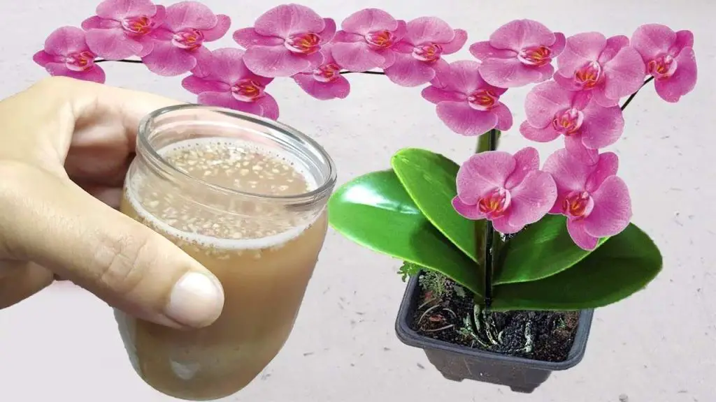 Flowering and plant growth guaranteed with 1 glass of this natural liquid