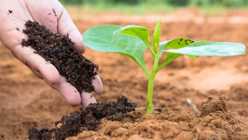Garden: 10 best natural fertilizers to do yourself