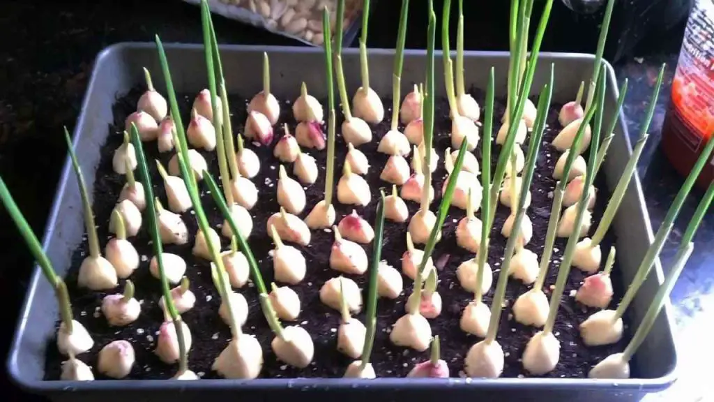 Garlic, with this method you multiply it infinitely: gardeners do it