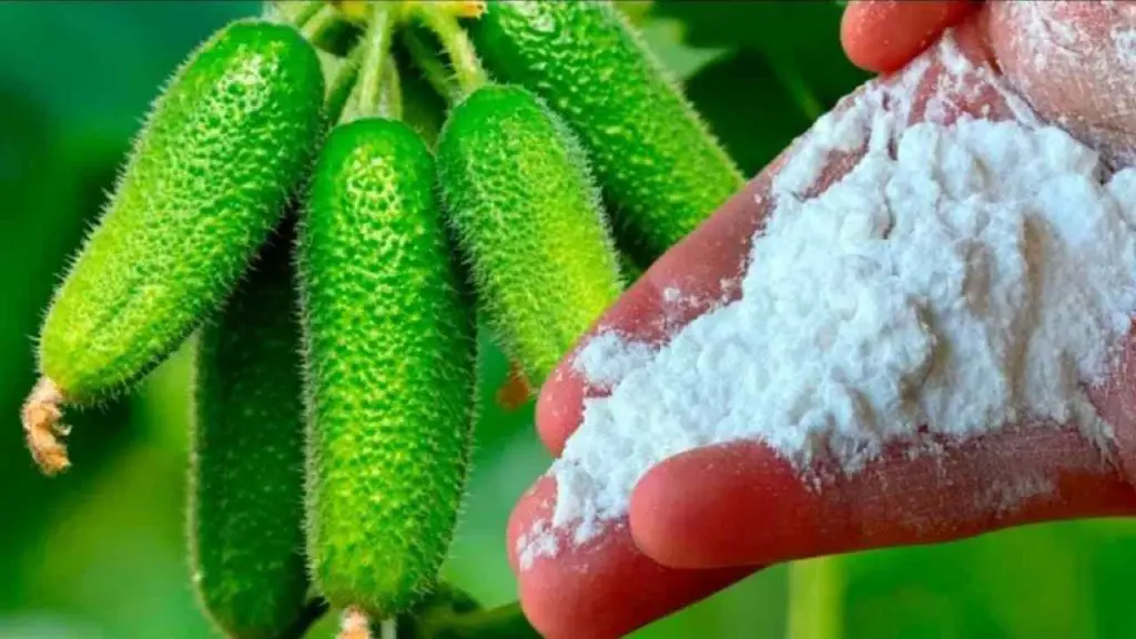 Give this to cucumbers and you’ll be harvesting them until autumn arrives – try it now
