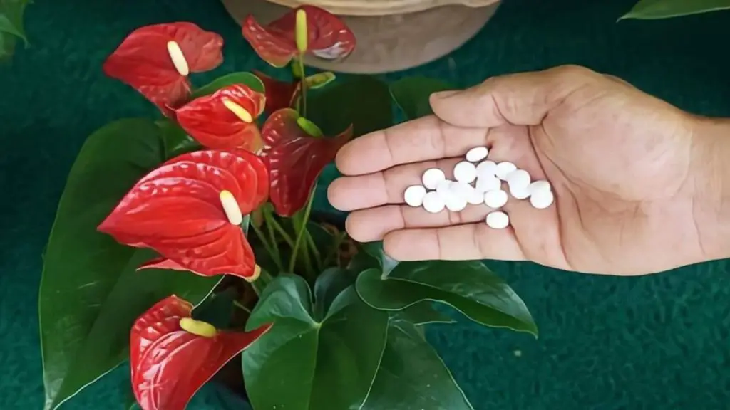 Here is the secret to having healthy and thriving anthurium for many years
