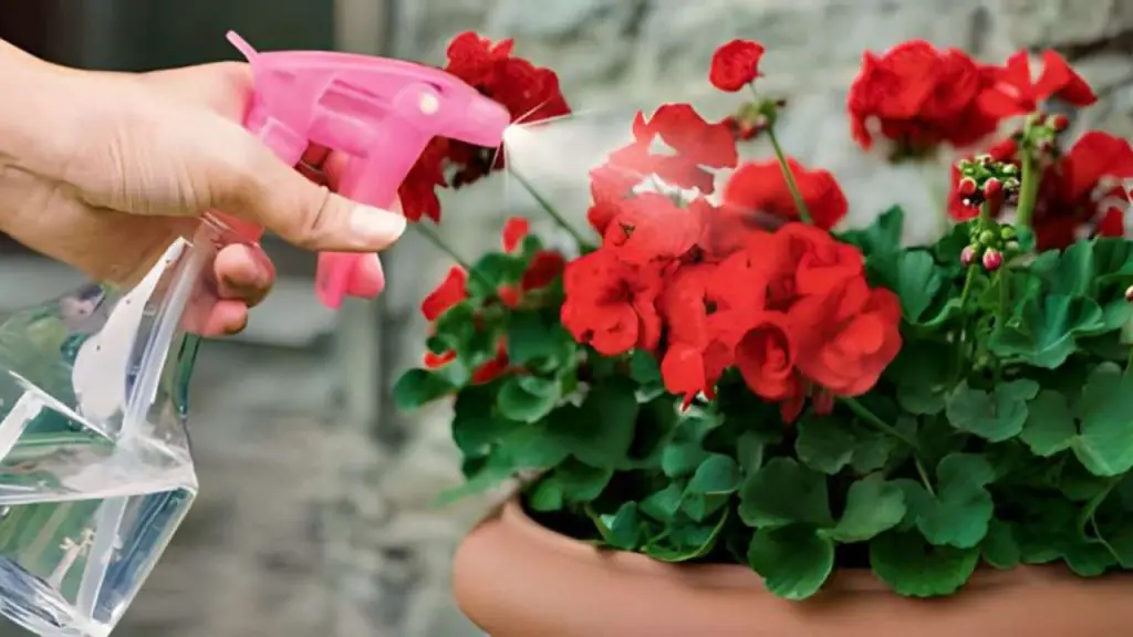 Here’s how to have geraniums full of flowers: you have to water them like this to always have them thriving