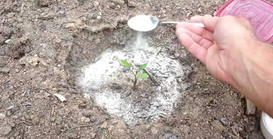 Here’s what happens if you put 1 teaspoon of baking soda in plants