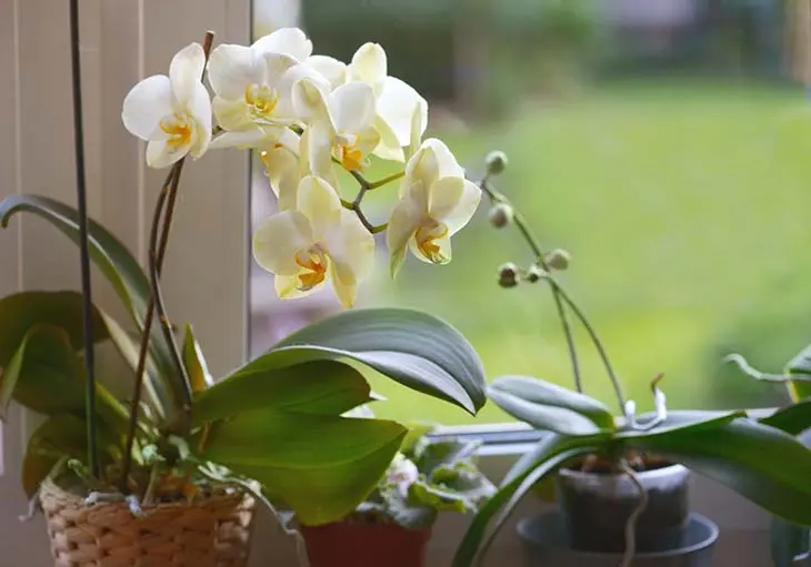 How to save a dying orchid? She can be brought back to life in 5 minutes