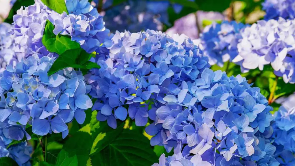 Hydrangeas, you only need a cup to make them blue: use this magic trick