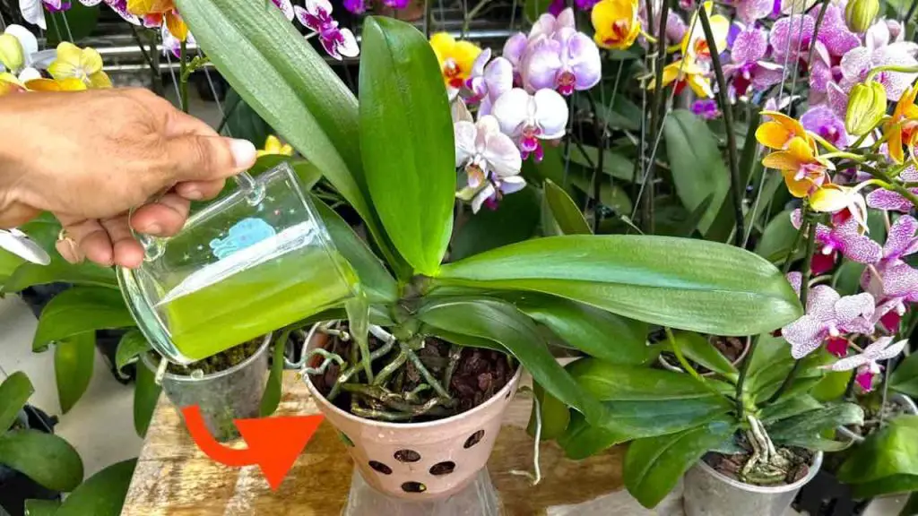 If you pour 1 cup of this ingredient you have no idea how many orchids will bloom