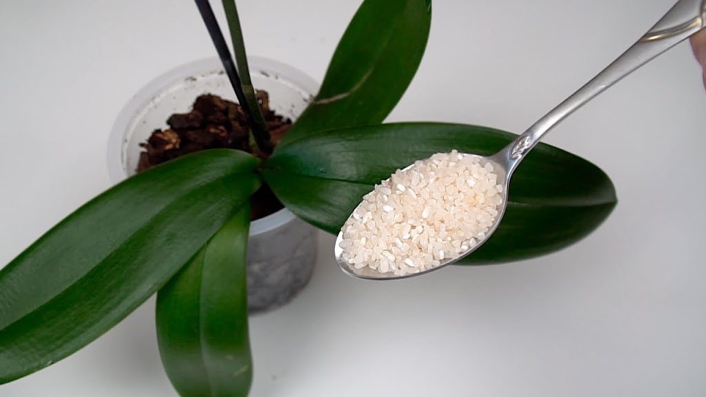 If you want your orchid to bloom continuously, you need to do this every morning.
