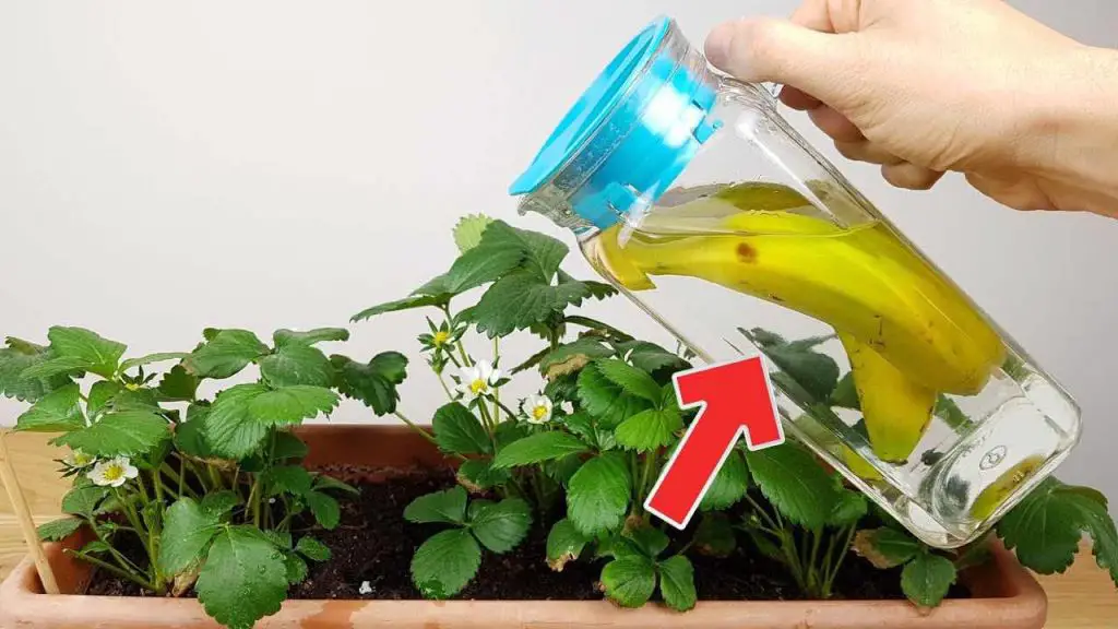 If you water your house plants with this they will be 10 times more lush than now