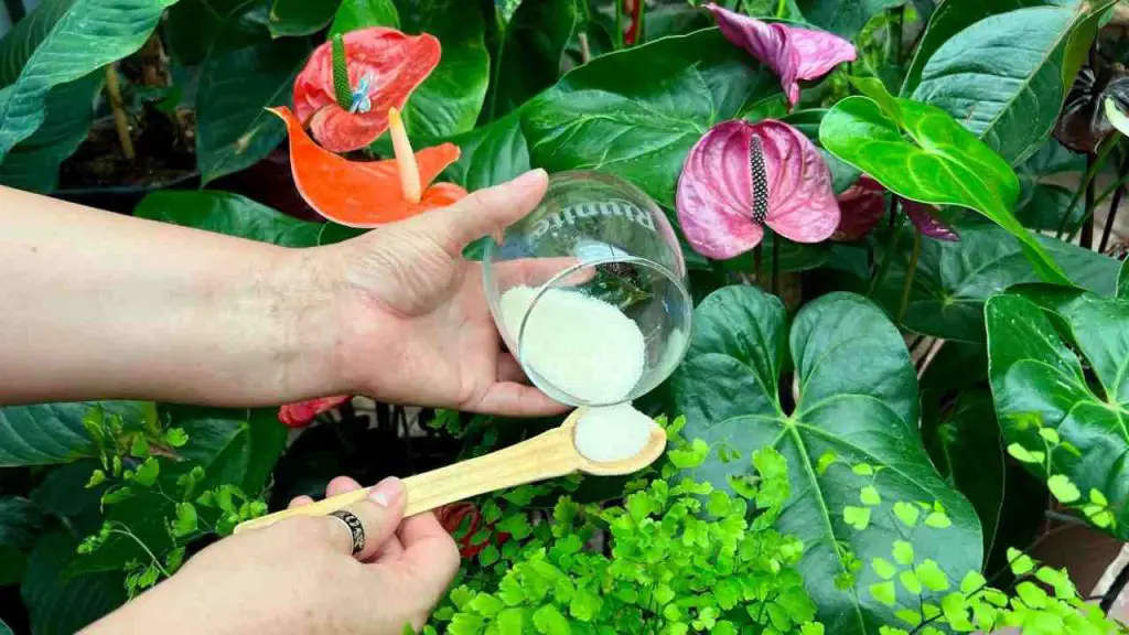 Indoor plants, how to get rid of insects: with a handful they will all disappear