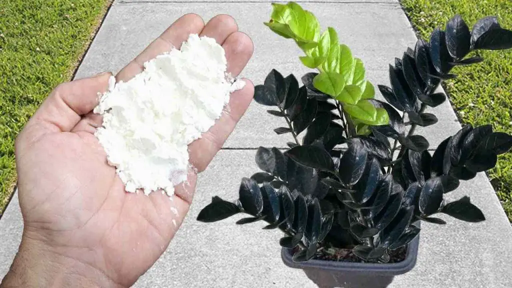 It repels parasites better than tear gas: aphids and ants will disappear