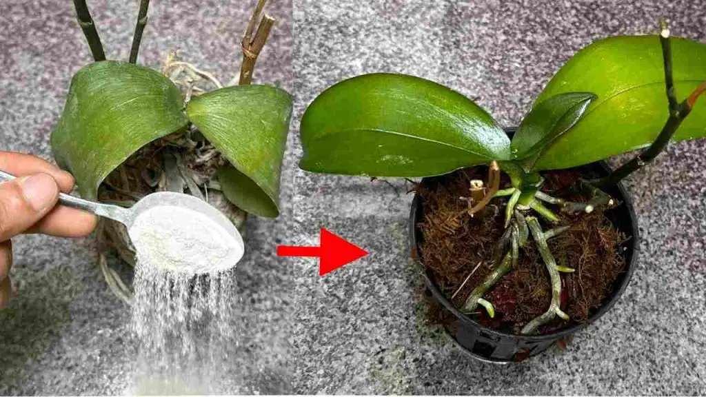 It seems almost impossible, but it’s all true: resurrect your dead plants