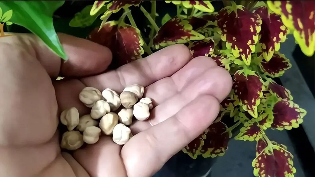 It’s gold for the growth of your plants: one cup is enough to explode many flowers