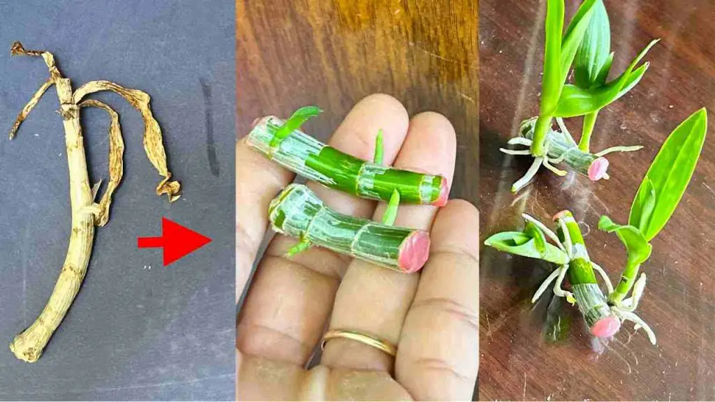 Knowing this secret will make millions of orchids grow in your garden