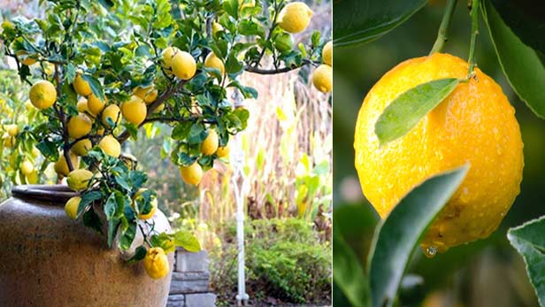 Lemons, fertilize them like this: you will have an abundant and lush fruit tree until autumn | Better than from the nursery
