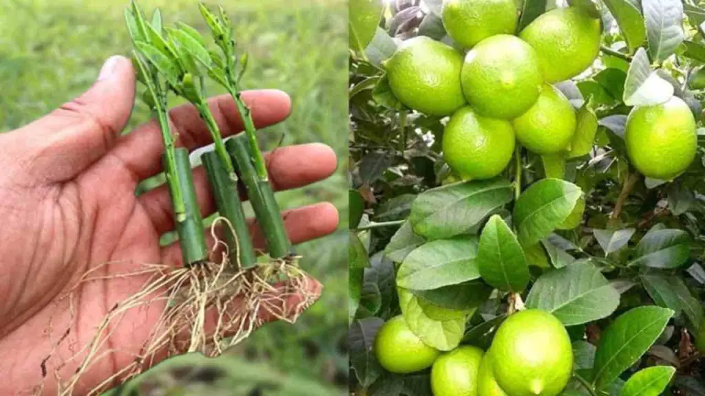 Lemons, how to multiply them and have them juicy: the method used by our grandparents