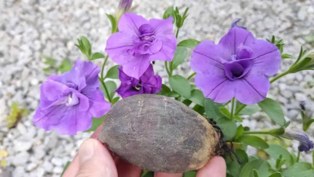 Lush blooms for years if you do this move once a month – they won’t rot