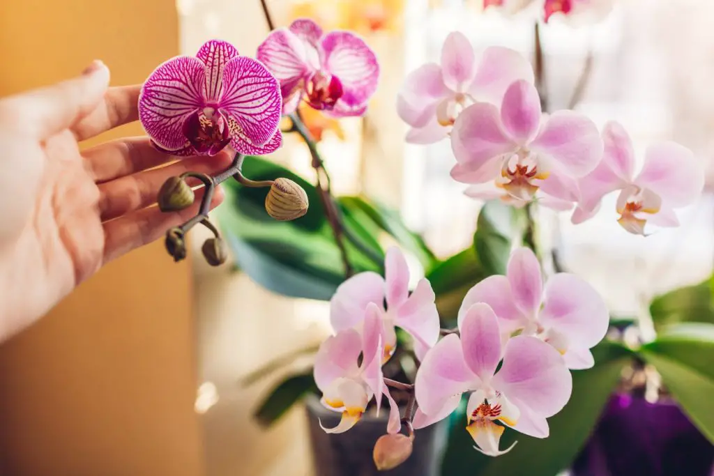 Make your Orchids bloom even in winter with this magical fertilizer