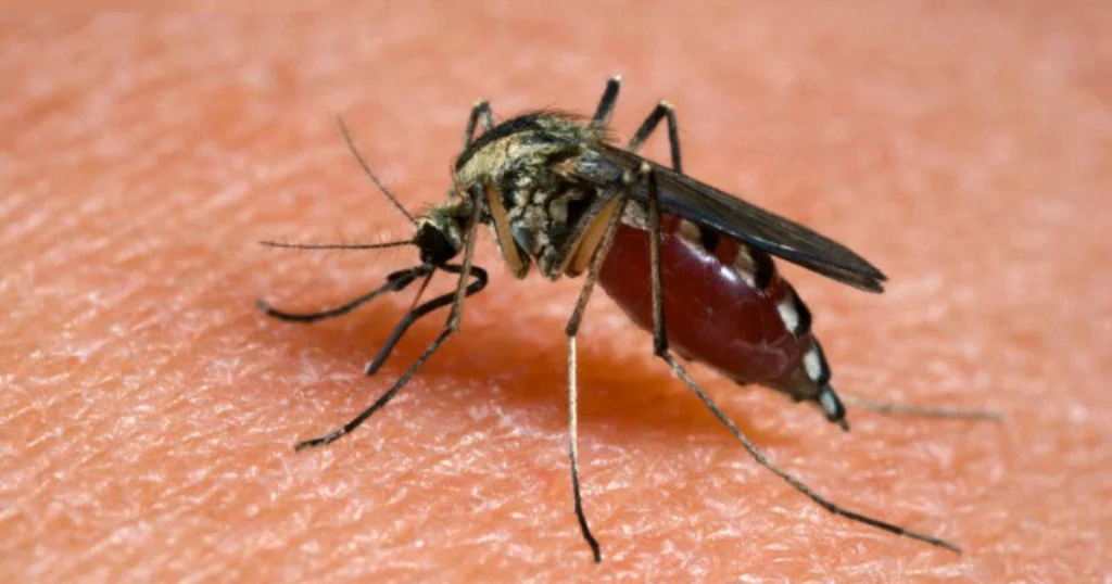 Mosquitoes, if they don’t leave you alone, get rid of them with this stron g smell: they disappear
