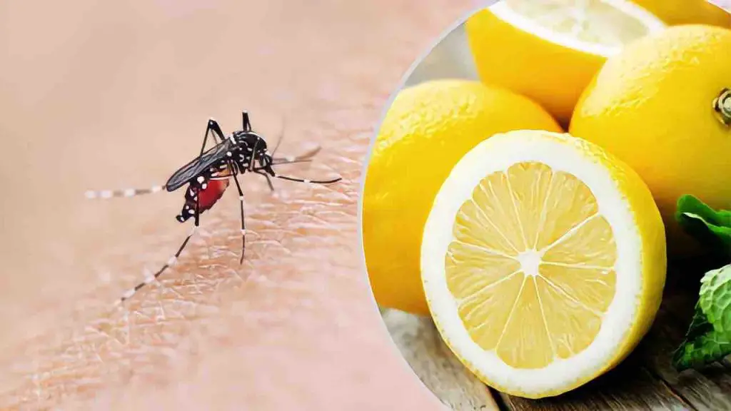 Mosquitoes, the lemon-based mixture that destroys them in 2 seconds: goodbye to itching forever